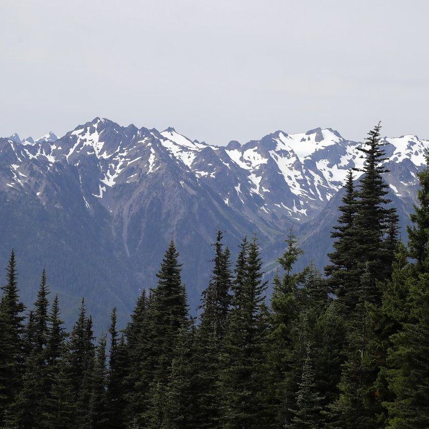 Mountain lion bites 4-year-old on popular Olympic ºÚÁϳԹÏÍø Park trail, injuring child